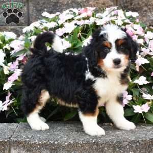 Bagel, Mini Bernedoodle Puppy